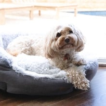 Siena Shell Pet Bed